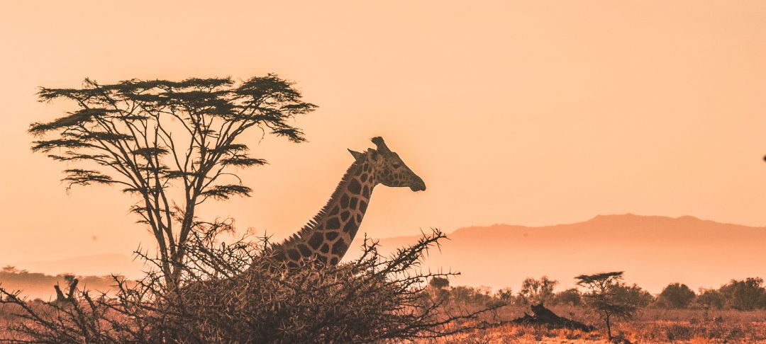 Best Time to Travel to Africa